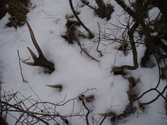 PASSIONE PER IL CERVO